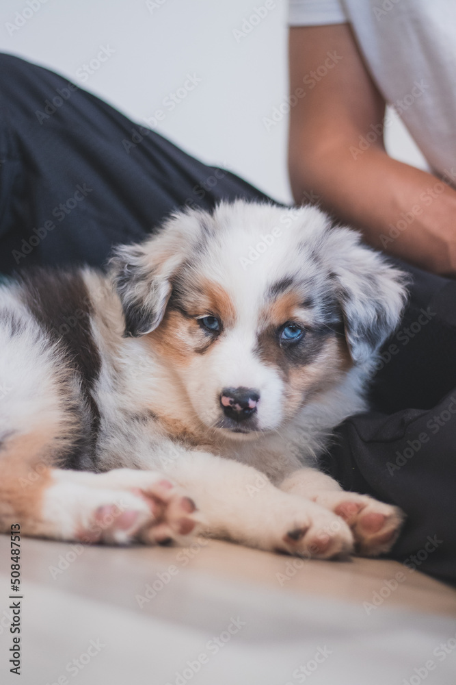 Tired Australian Shepherd puppy rests on her blanket and enjoys dreamland. The brown and black and white puppy looks bored and waits for some action. Blue merle