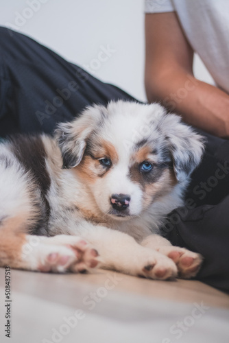 Fototapeta Naklejka Na Ścianę i Meble -  Tired Australian Shepherd puppy rests on her blanket and enjoys dreamland. The brown and black and white puppy looks bored and waits for some action. Blue merle