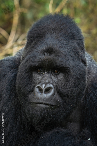 Mountain gorilla in Mgahinga National Park. Gorilla is laing in rainforest. African safari. 
