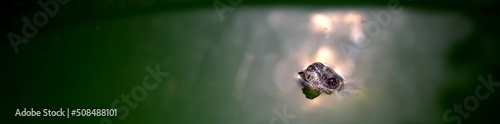 Tortue aquatique dans l'eau - animalier faune photo