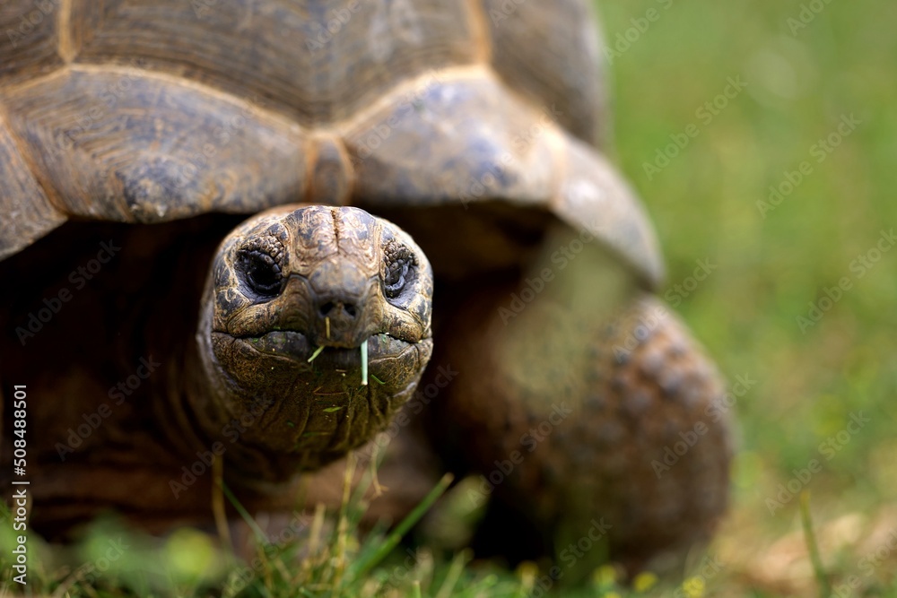 Tortue géante alhambra - reptile animal nature extérieur Tortue géante alhambra - reptile animal nature extérieur
