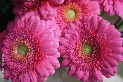 Pinke Gerbera-Blumen