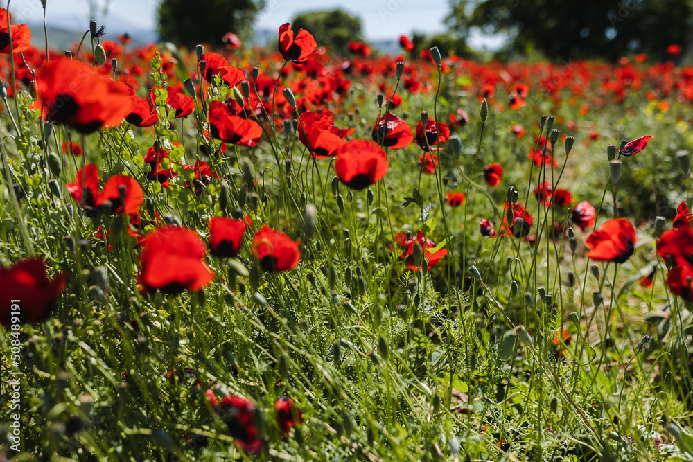 Fototapeta premium Poppy flowers in the poppy fields. Lifestyle concept. Wallpaper.