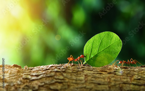 Fototapeta Ants carry the leaves back to build their nests, carrying leaves, close-up