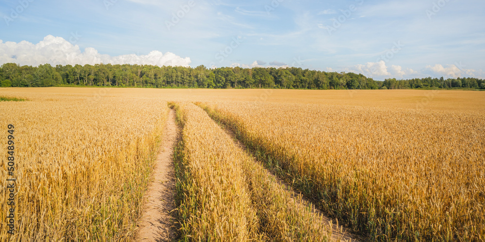 Obraz premium field of yellow ripe wheat on a sunny day