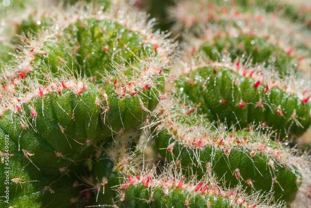 close-up of colorful succulent, natural beauty, image close-up of colorful succulent, natural beauty, image