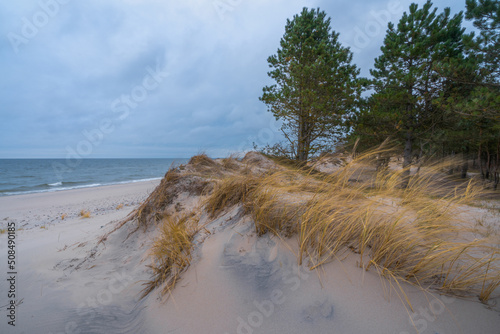 Fototapeta Naklejka Na Ścianę i Meble -  forest on the coast of the Baltic Sea on a cloudy day in autumn