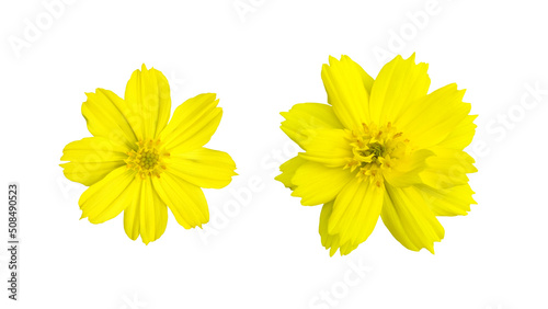 Wallpaper Mural Isolated yellow cosmos flower with clipping paths. Torontodigital.ca