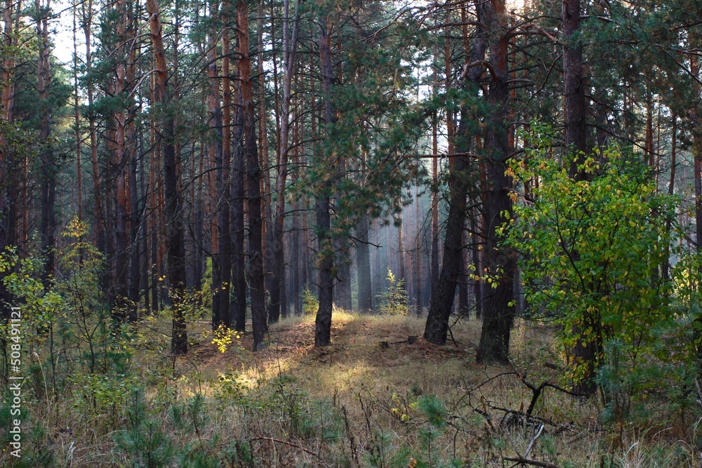 Obraz premium forest in autumn