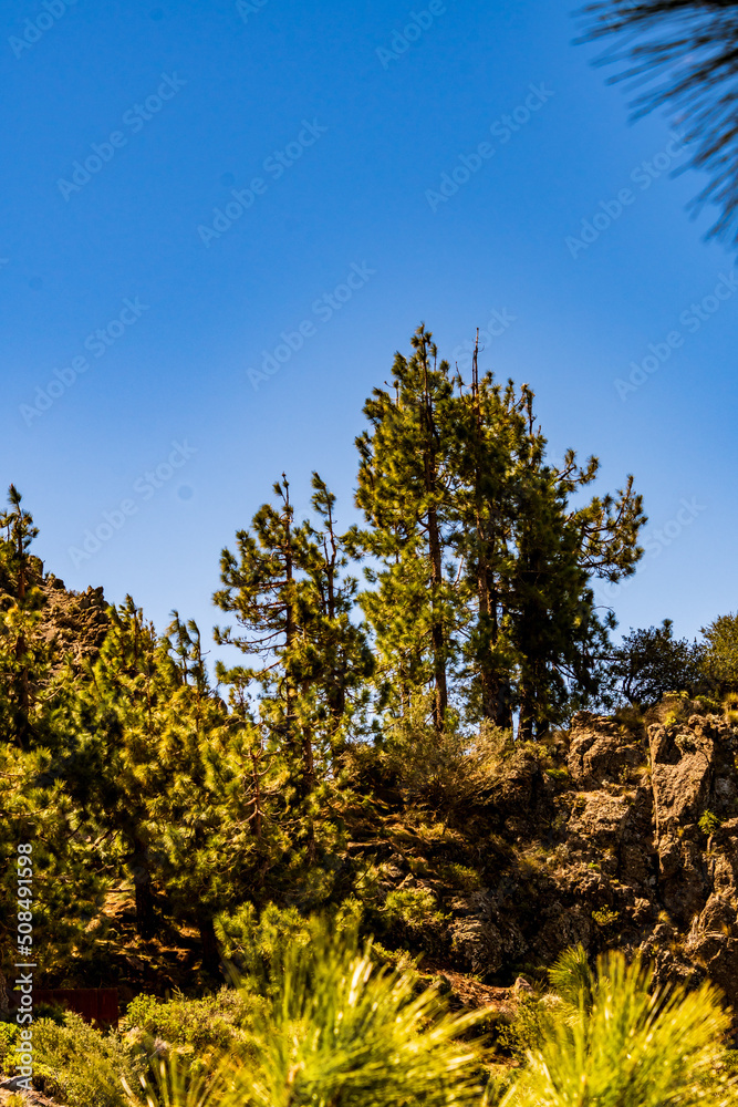 Pinus sp pertenece a la familia Pinaceae, con el cielo de fondo en el Parque Nacional del Teide, isla de Tenerife. Pinus sp pertenece a la familia Pinaceae, con el cielo de fondo en el Parque Nacional del Teide, isla de Tenerife.