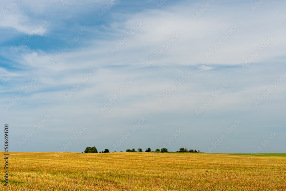 Beautiful yellow and gold field against the blue sky. The harvest season of wheat and other crops. Agriculture in an ecologically clean place. Nature wallpaper Beautiful yellow and gold field against the blue sky. The harvest season of wheat and other crops. Agriculture in an ecologically clean place. Nature wallpaper