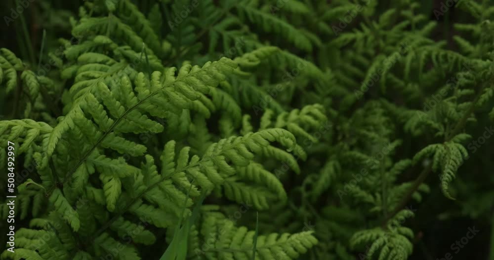 Forest floor covered in ferns. Green natural background. Forest floor covered in ferns. Green natural background.