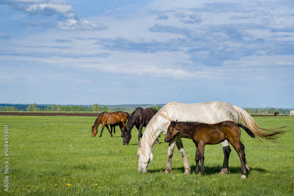 Summer landscape with horses grazing in the meadow. In the foreground is a mare with a foal. Cloudy sky. Summer landscape with horses grazing in the meadow. In the foreground is a mare with a foal. Cloudy sky.