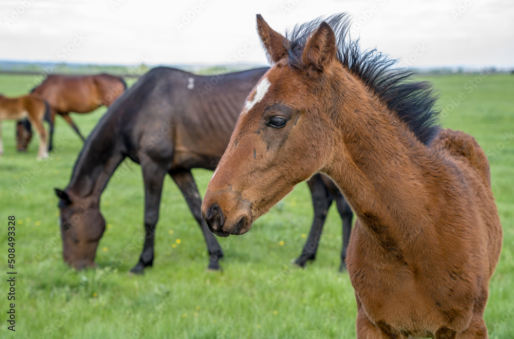 Summer landscape with horses grazing in the meadow. In the foreground is a close-up of a foal.