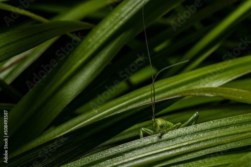 Close-Up of a green grasshopper sitting on a green leaf. Grasshopper in nature. © Daniel Wussow