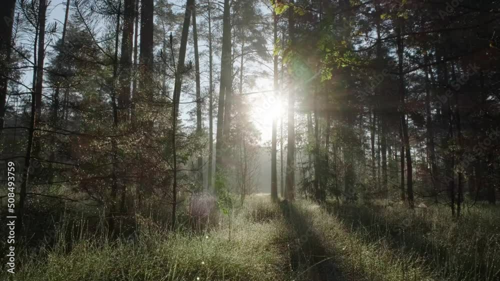 Beautiful morning in a pristine pine forest. The bright spring sun is breaking through the foggy, fresh air. Stedicam shot. Beautiful morning in a pristine pine forest. The bright spring sun is breaking through the foggy, fresh air. Stedicam shot.