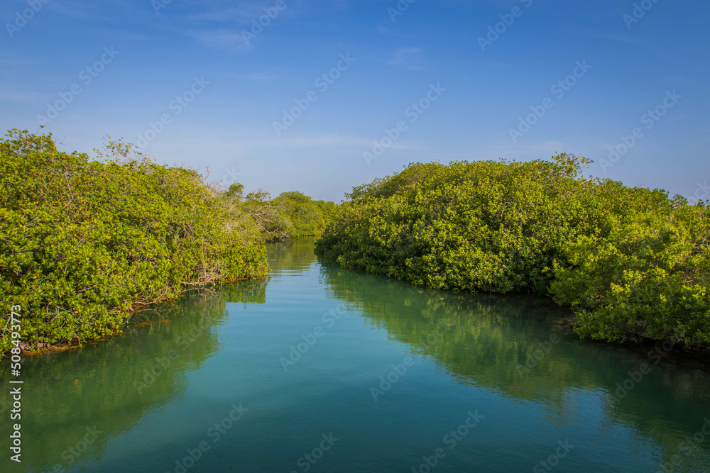 Natural channels through the mangrove forest with flat water and water reflection in sian Kaan national park near Tulum on a sunny morning Natural channels through the mangrove forest with flat water and water reflection in sian Kaan national park near Tulum on a sunny morning