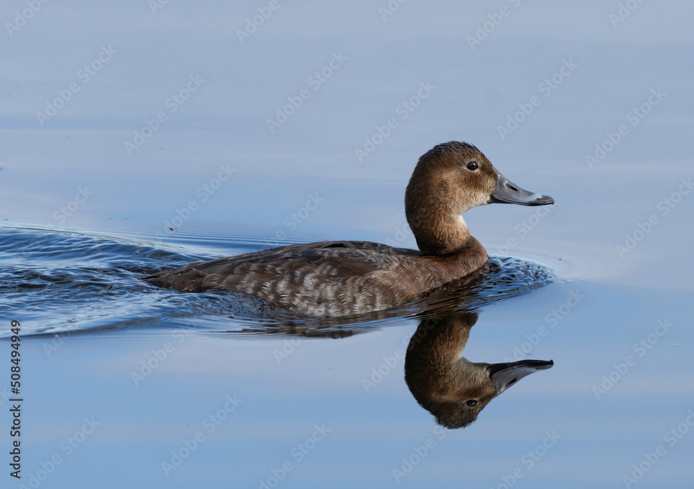 Common pochard (Aythya ferina) Brunand Common pochard (Aythya ferina) Brunand