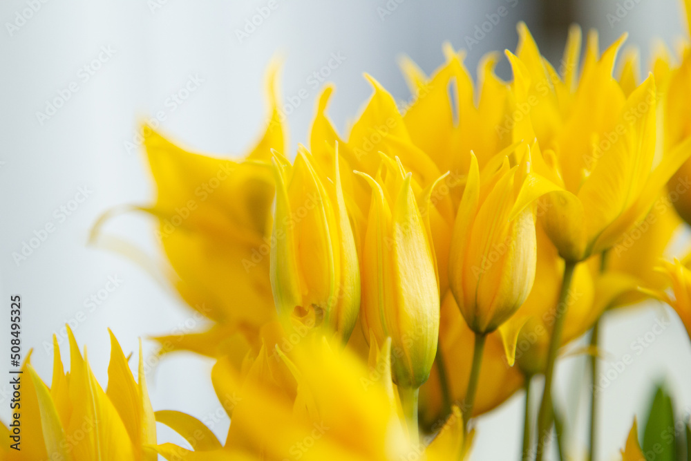 tulip varieties Shine, Sapporo, horizontal, light tulip varieties Shine, Sapporo, horizontal, light
