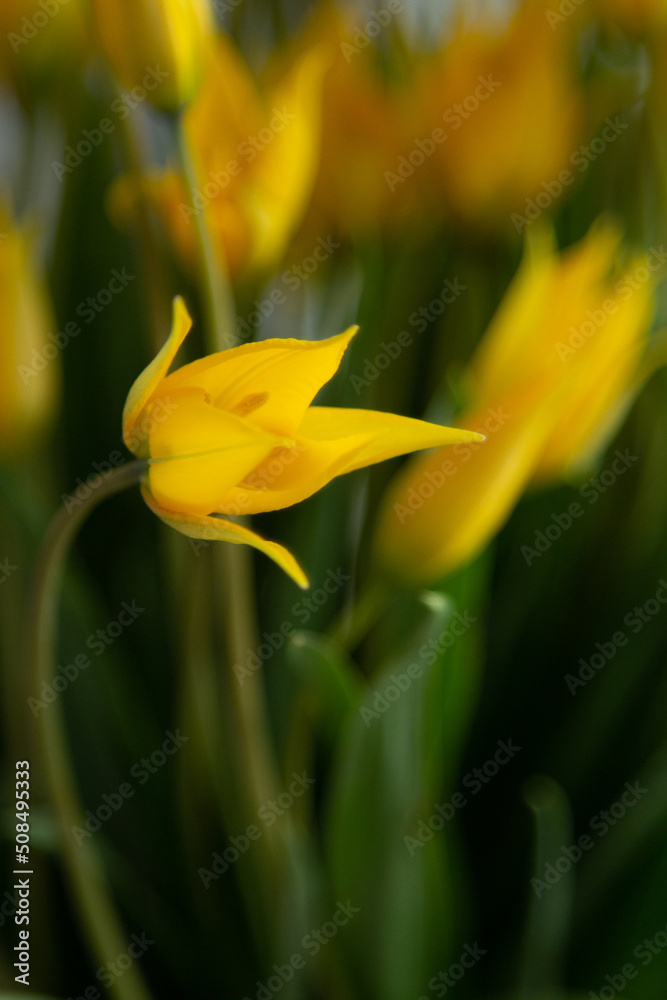 Obraz premium tulip varieties Shine, Sapporo, vertical, dark