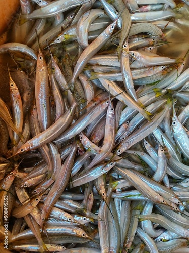 Close up view of halfbeak fish pile of spipe fish top view HD photo