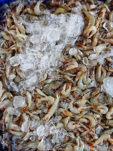 Lots of Indian white shrimp with ice cube pile of white shrimp in Indian fish market for sale