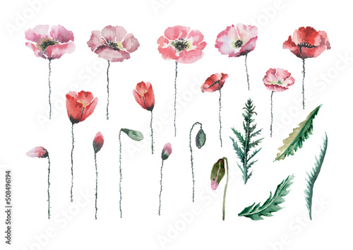 Poppy flowers on stems  green leaves  buds. Floral set of isolated elements. Hand-drawn watercolor floral clip-art isolated on white background. Design for cards  wedding invitations  print  banner.