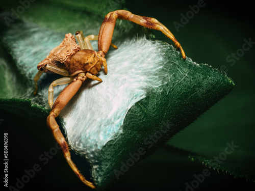 Leinwand Poster Crab Spider