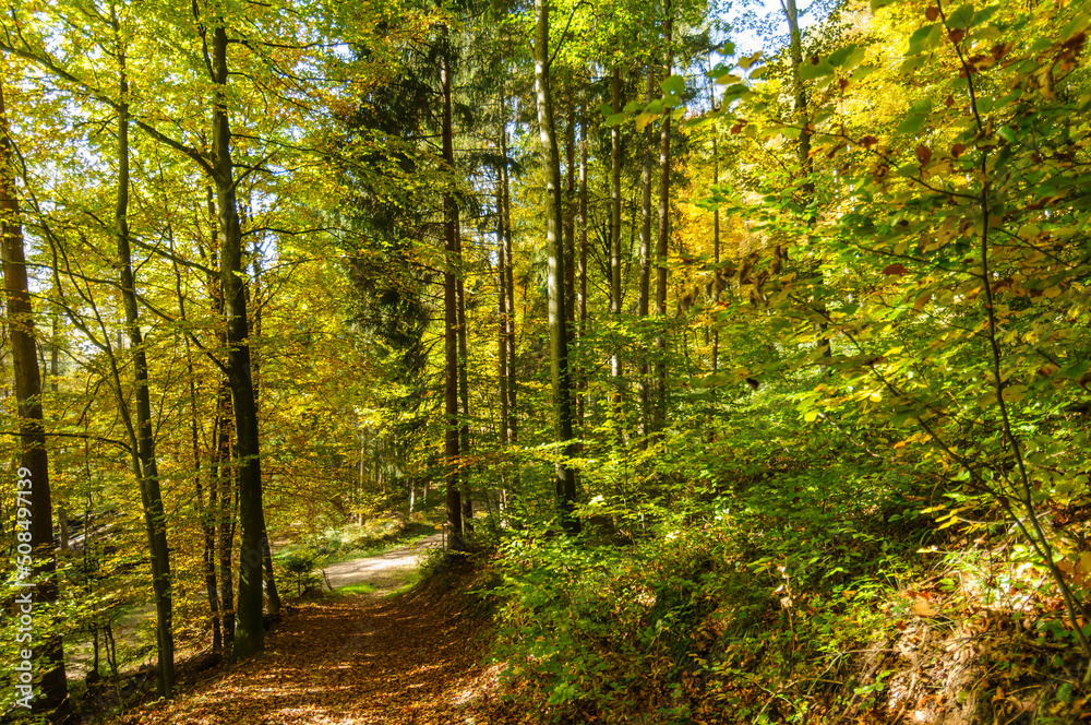 Trees in autumn foliage outside Zurich, Switzerland on October 21, 2012. Trees in autumn foliage outside Zurich, Switzerland on October 21, 2012.
