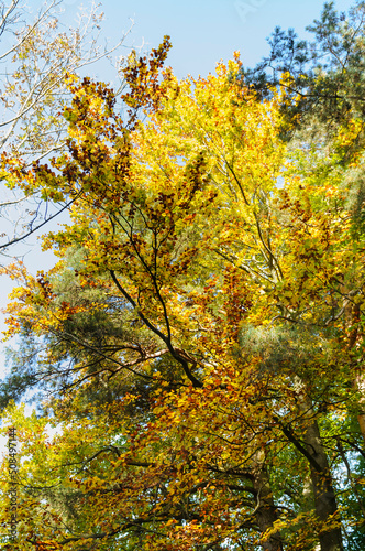 Trees in autumn foliage outside Zurich, Switzerland on October 21, 2012.