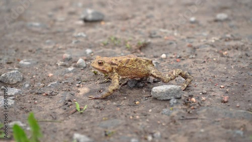 Brown frog crawl on the stony grassy ground in search of food, pound for mating. Toad turns blinks his eyes, stars his nostrils and breathes is waiting. Migration of amphibians. Summer, sunny day 4k