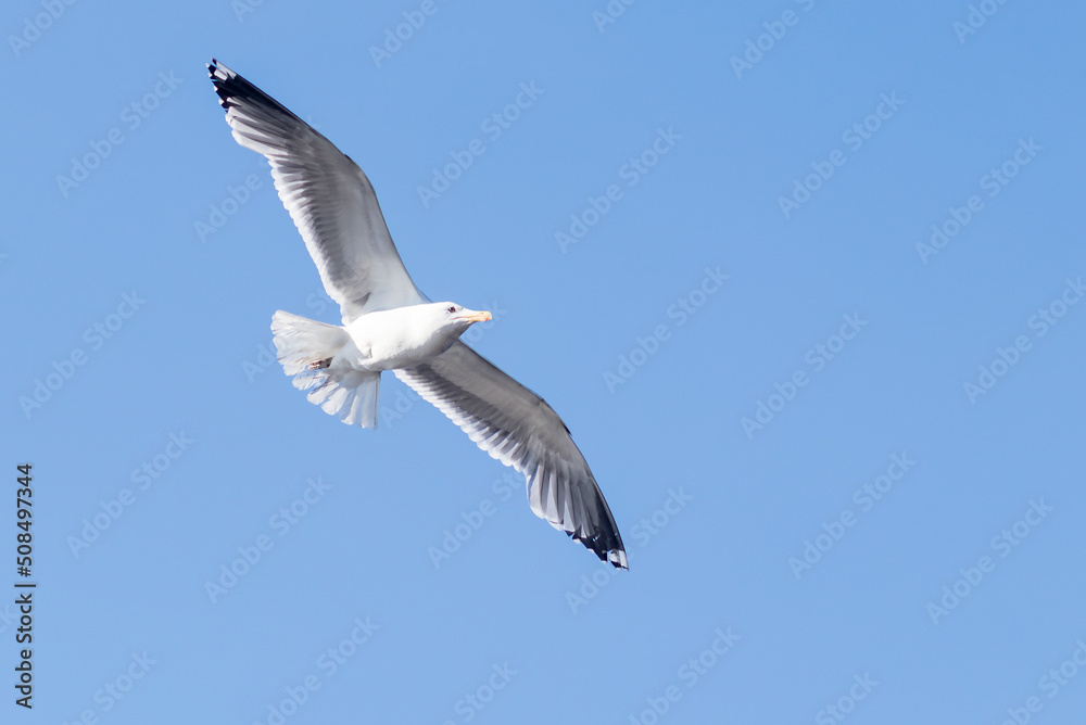 Free flight of a seagull with spread wings in a blue cloudless sky. Free flight of a seagull with spread wings in a blue cloudless sky.