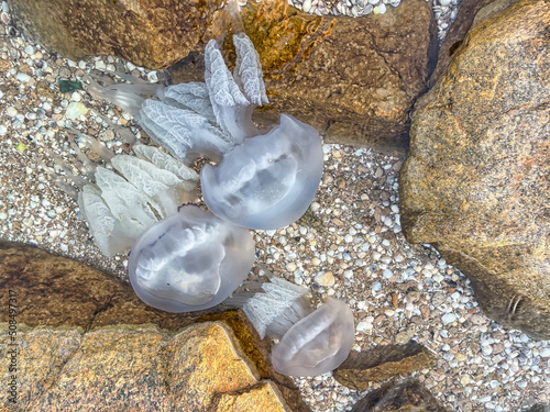 white jellyfish swim in shallow water. Jellyfish in the Sea of Azov photo