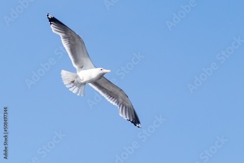 Free flight of a seagull with spread wings in a blue cloudless sky.