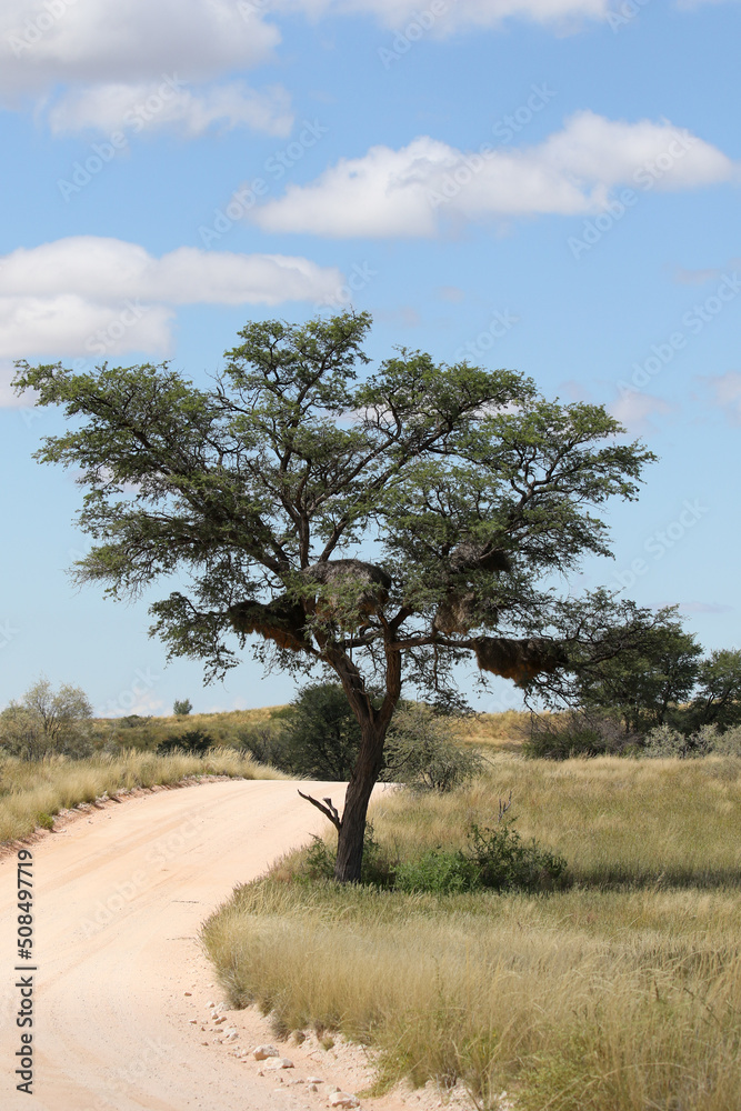 Open dirt road and tree with sociable weaver nests in the Kgalagadi, South Africa Open dirt road and tree with sociable weaver nests in the Kgalagadi, South Africa