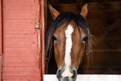 portrait of a horse head out of red barn door