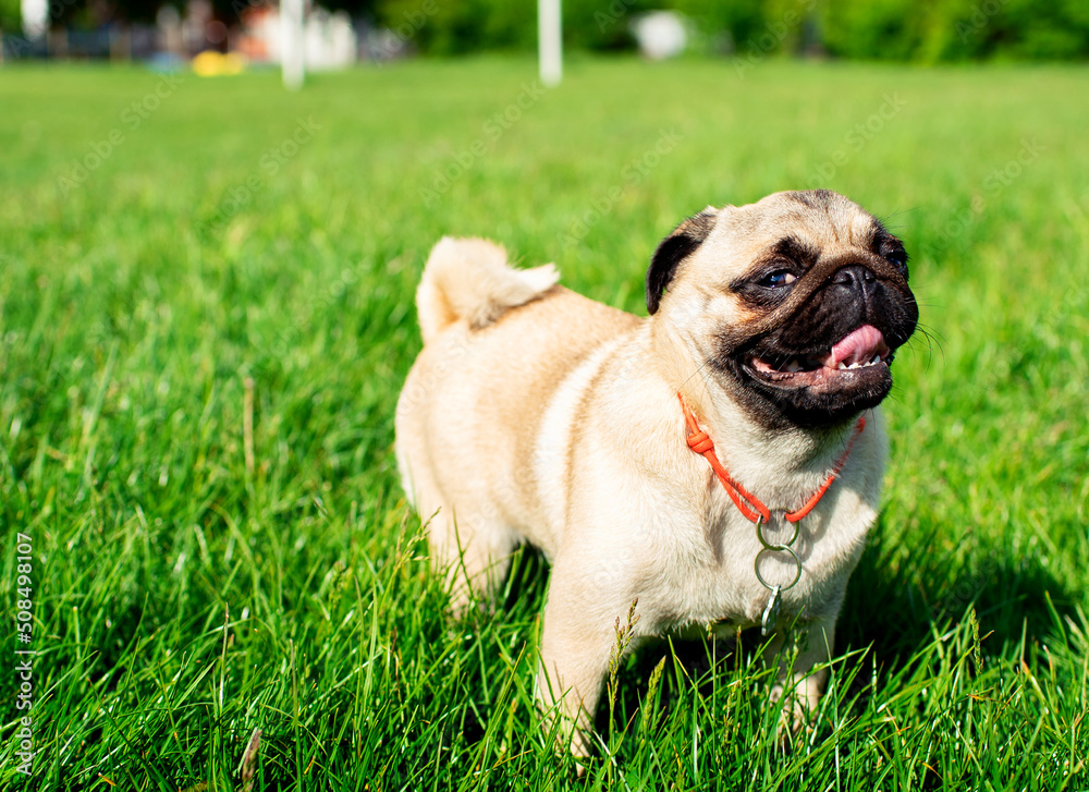 Pug dog of light color. Dog on a background of blurred green grass. The dog is fed by hand