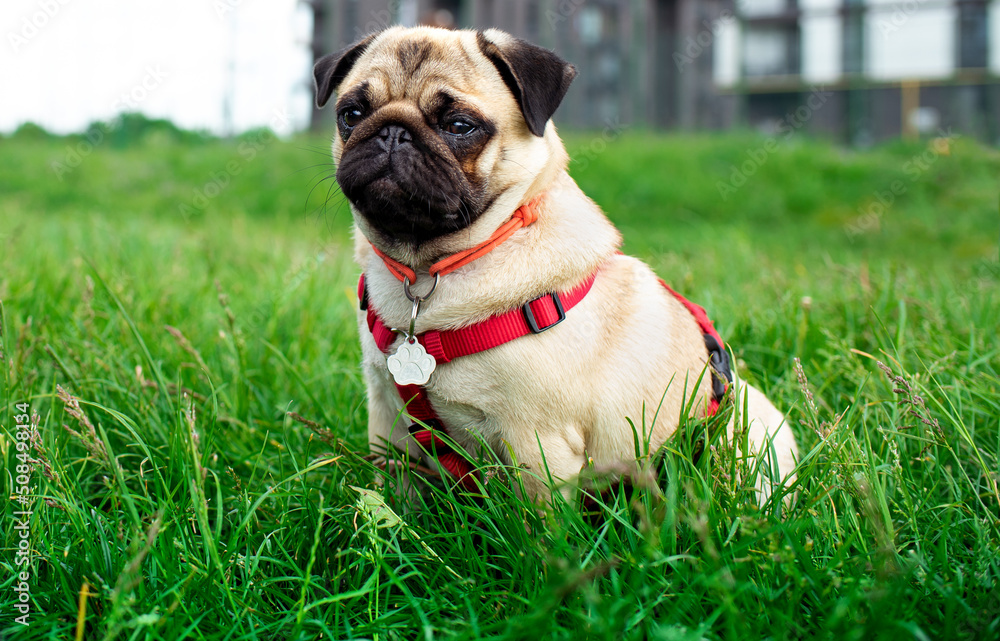 Pug dog of light color. Dog on a background of blurred green grass and houses