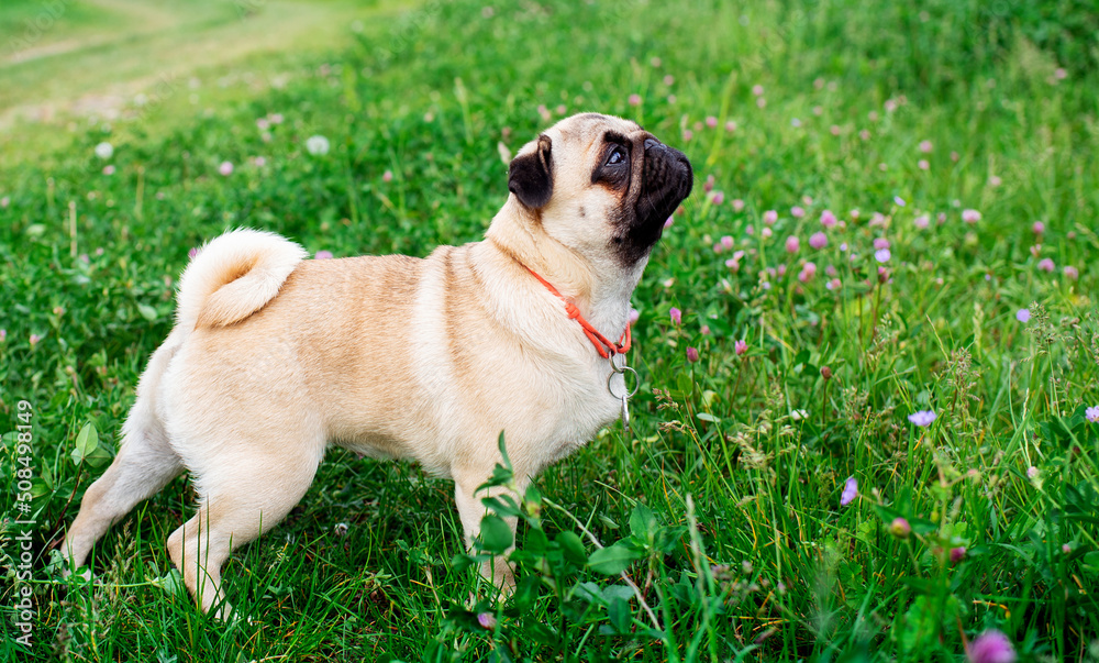 Pug dog of light color. Dog on a background of blurred green grass and flowers