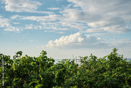 Bright sunny day, light on the bright green leaves of the shrub against the sky with cumulus clouds, close-up of the bushes, seaside vacation, calmness and relaxation, wallpaper idea.