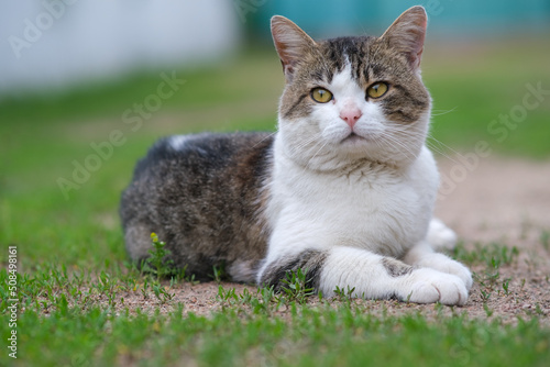 A spotted cat lies on green grass against a white fence. 