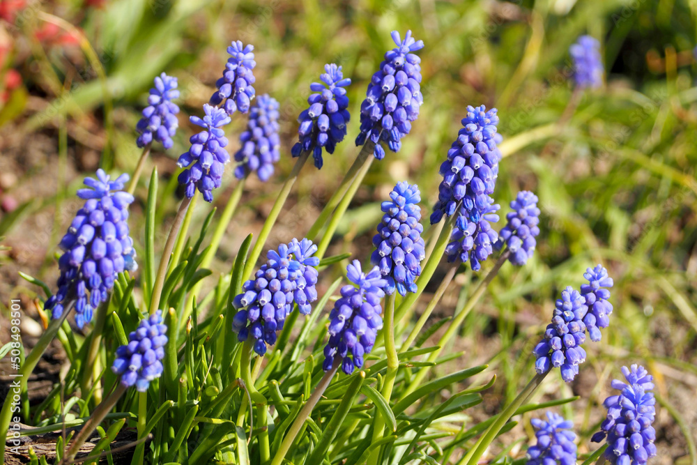 the first spring muscari flowers in the garden with a side view. blue bright flower buds the first spring muscari flowers in the garden with a side view. blue bright flower buds
