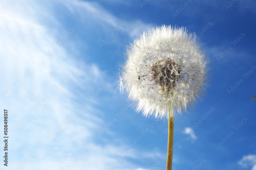 on the right is a round dandelion against a blue sky with clouds. side view. space for copying. blue background