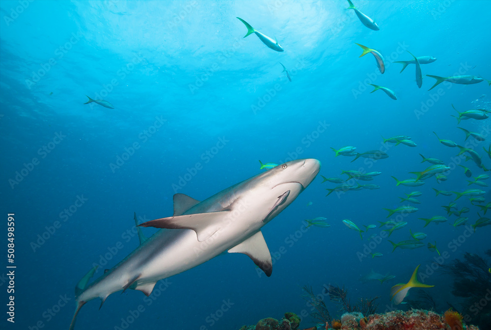 Naklejka premium Caribbean reef shark in the blue sea water.