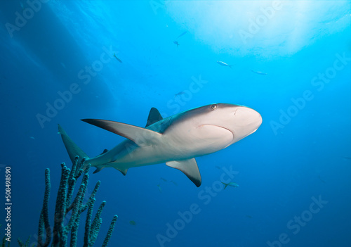 Caribbean reef shark in the blue sea water.