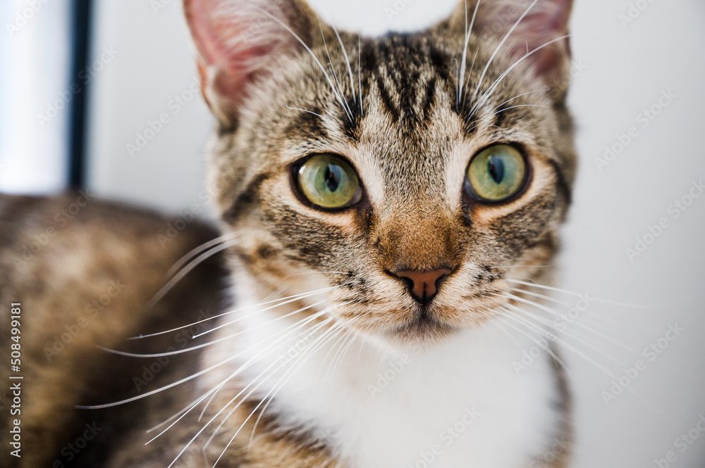 Portrait of domestic cat with green eyes.Selective focus on the nose. Portrait of domestic cat with green eyes.Selective focus on the nose.