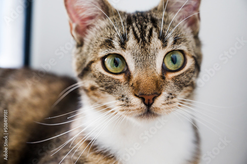 Portrait of domestic cat with green eyes.Selective focus on the nose.
