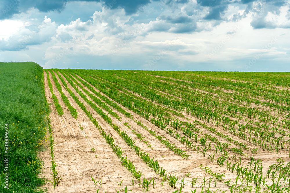 Agro-industrial complex for the cultivation of cereals, wheat, rye, corn and barley. The use of low-quality and non-natural fertilizers for the sowing campaign. Poor harvest and the threat of famine.