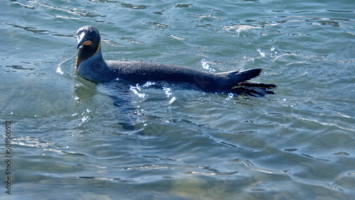 King penguin (Aptenodytes patagonicus) swimming in the bay at Jason Harbor on South Georgia Island
