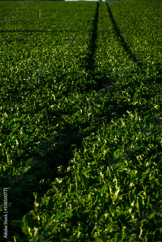 Agro-industrial complex for the cultivation of sugar beet. A large field with young beets. Stems and tops of beets in close-up.